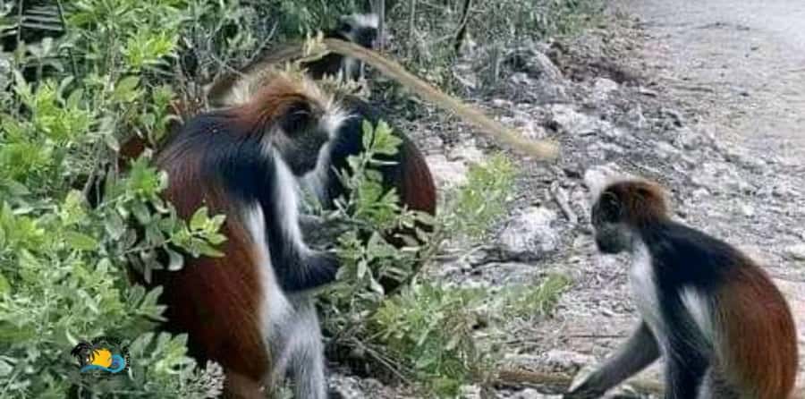 Zanzibar: Jozani Forest National Park Guided Tour - The ride from your hotel to the main gate
