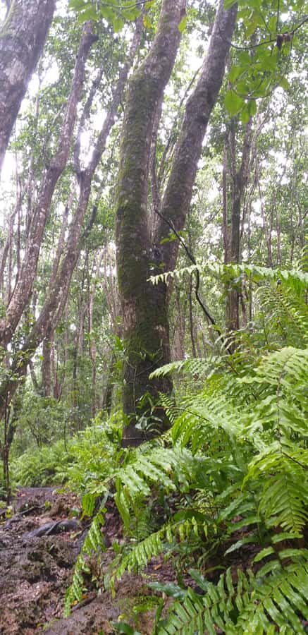 Zanzibar: Jozani Forest & Red Colobus Monkeys Private Tour - The mangrove boardwalk and coastal ecology