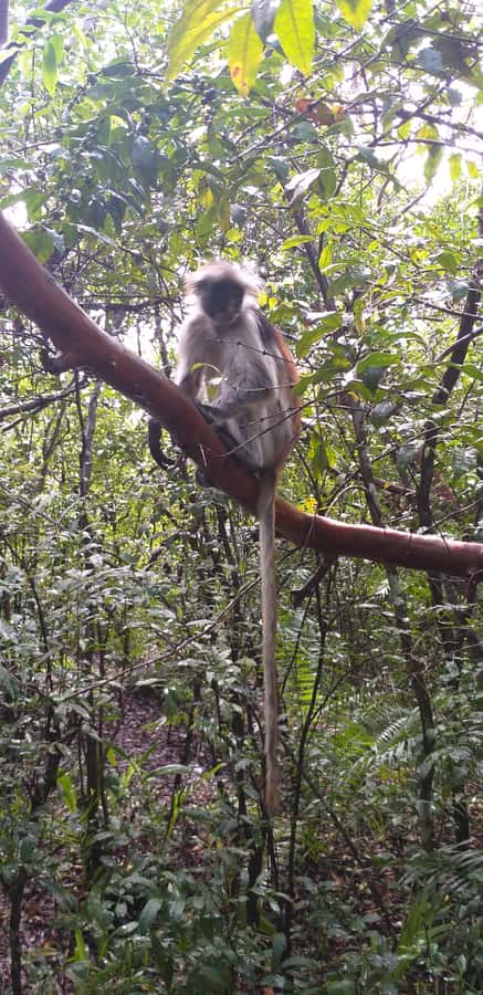 Zanzibar: Jozani Forest & Red Colobus Monkeys Private Tour - Is $76 a fair price?