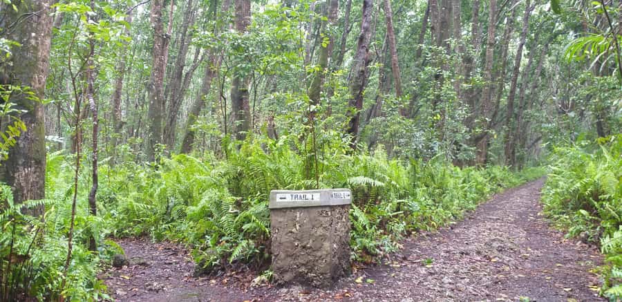 Zanzibar: Jozani Forest & Red Colobus Monkeys Private Tour - Who should book this forest tour?