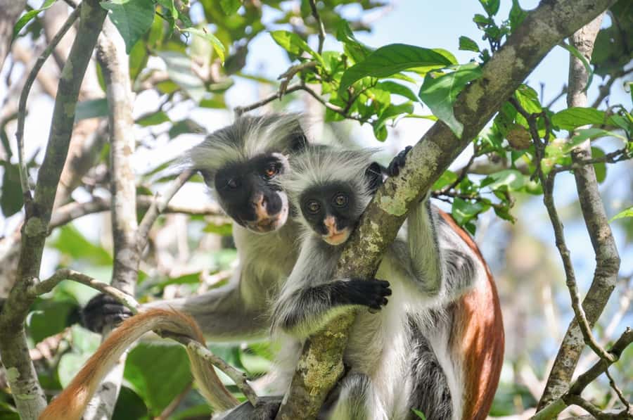 Zanzibar: Jozani Forest,Red colobus,the Rock Restaurant tour - Key points to know before you book