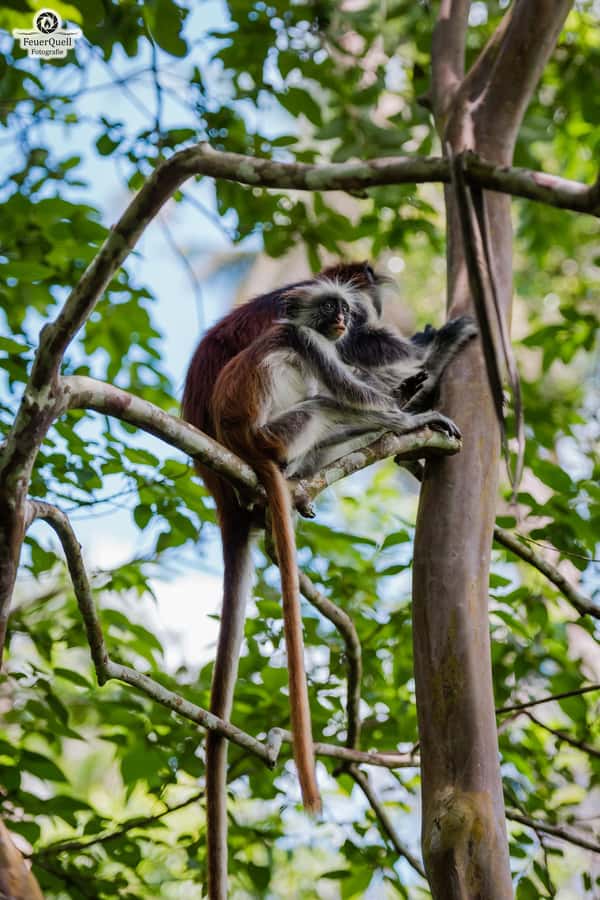Zanzibar: Jozani Forest,Red colobus,the Rock Restaurant tour - Arriving at The Rock in Pingwe