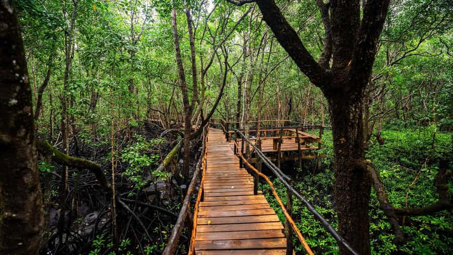Zanzibar: Jozani Forest, Salaam Cave & Mtende Beach tours - Key points at a glance