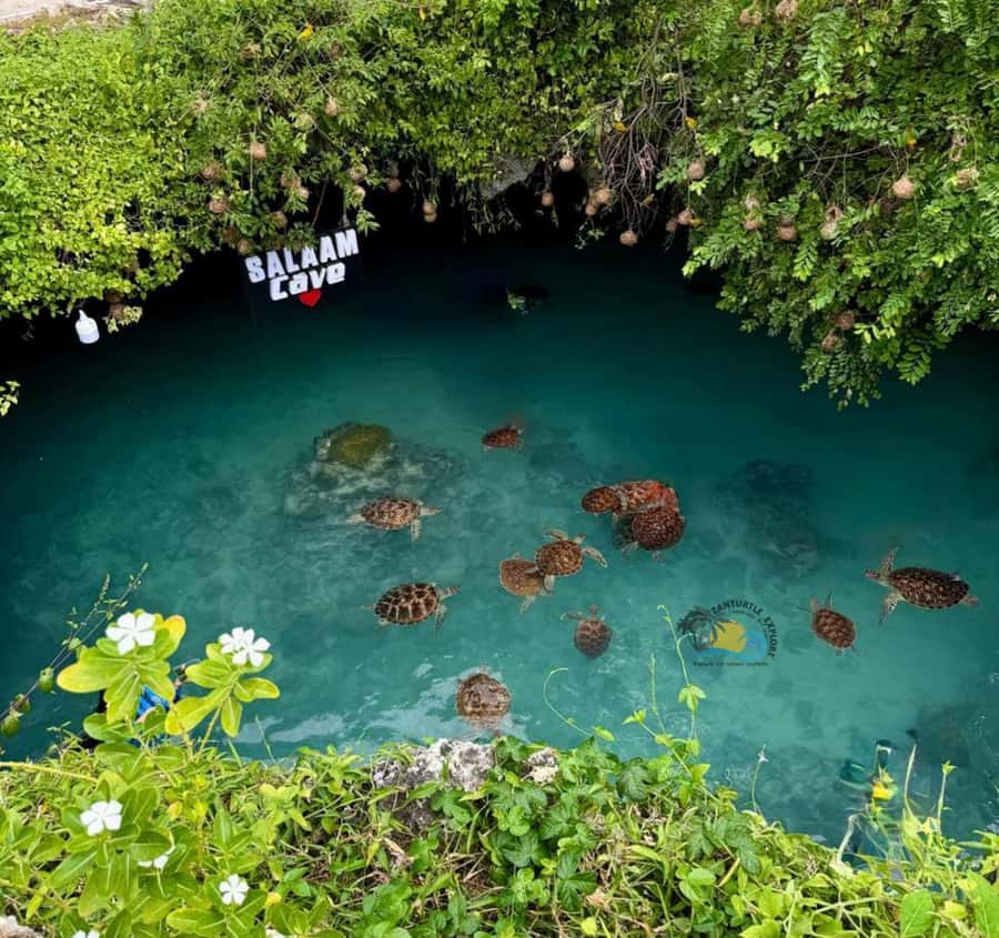 Zanzibar: Jozani Forest & Salaam Cave Sea Turtles Swim Tour - The mangrove boardwalk adds a different kind of nature walk