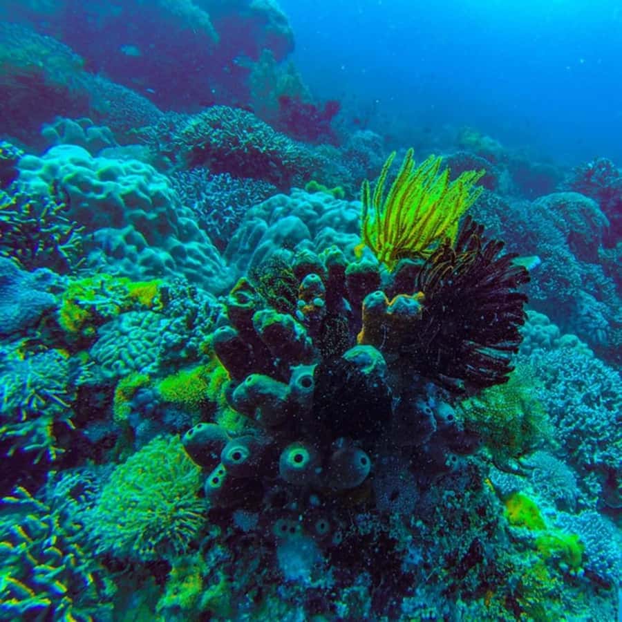 ZANZIBAR: Jozani Forest,Salaam Cave, The Rock & Blue Lagoon - Starfish Beach and the question of handling wildlife