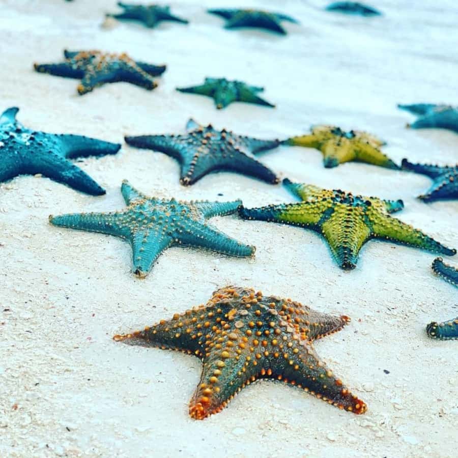 ZANZIBAR: Jozani Forest,Salaam Cave, The Rock & Blue Lagoon - The Rock Restaurant: a dramatic one-hour pause