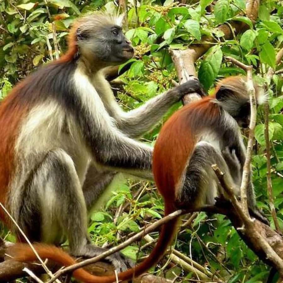 ZANZIBAR: Jozani Forest,Salaam Cave, The Rock & Blue Lagoon - What the $114 price includes