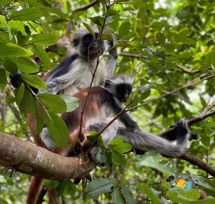 Zanzibar: Jozani Forest, Salaam Cave & The Rock Restaurant - A seven-hour route through Zanzibar’s south