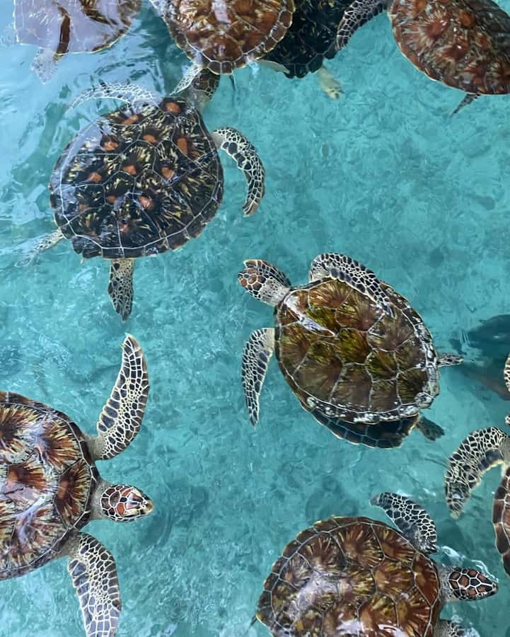 Zanzibar: Jozani Forest, Salaam & Maalum Caves and Sunset - Salaam Cave and a close look at sea-turtle care
