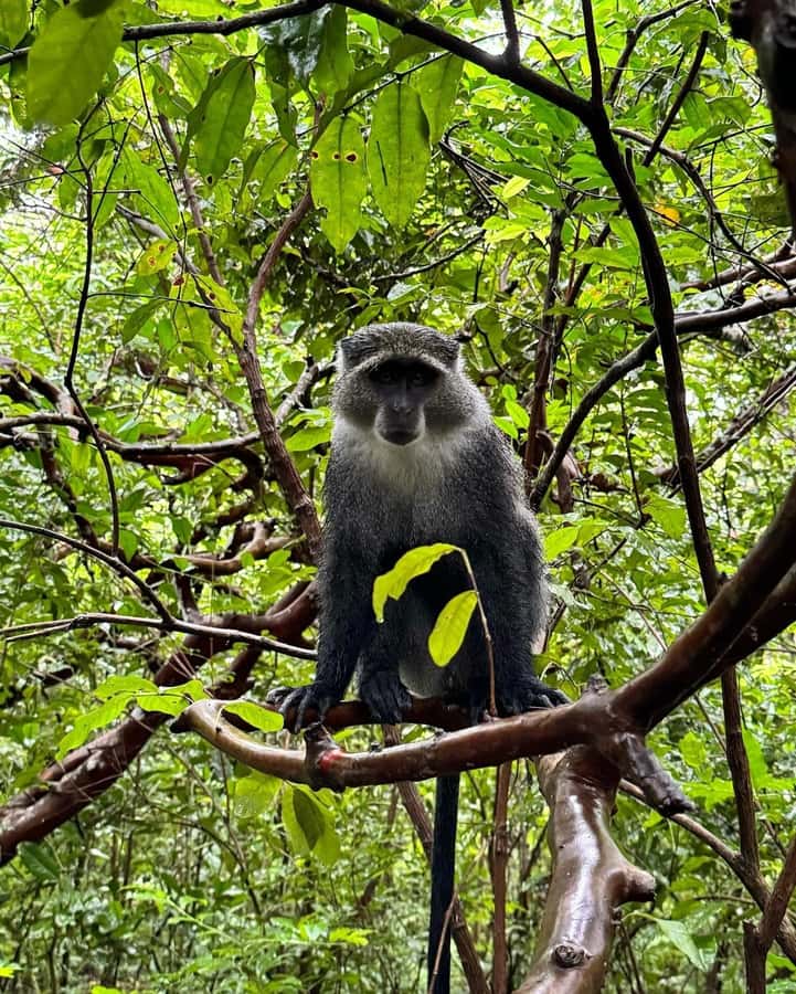 Zanzibar: Jozani Forest, Salaam & Maalum Caves and Sunset - Transport, guides, and the pace of the day