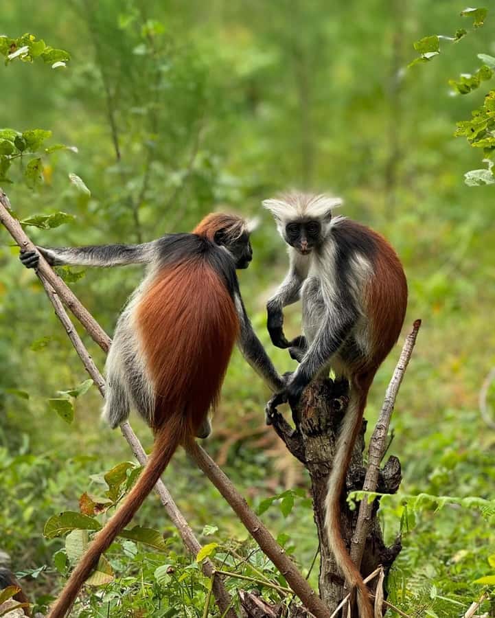Zanzibar: Jozani Forest, Salaam & Maalum Caves and Sunset - Jozani Forest and the red colobus monkeys