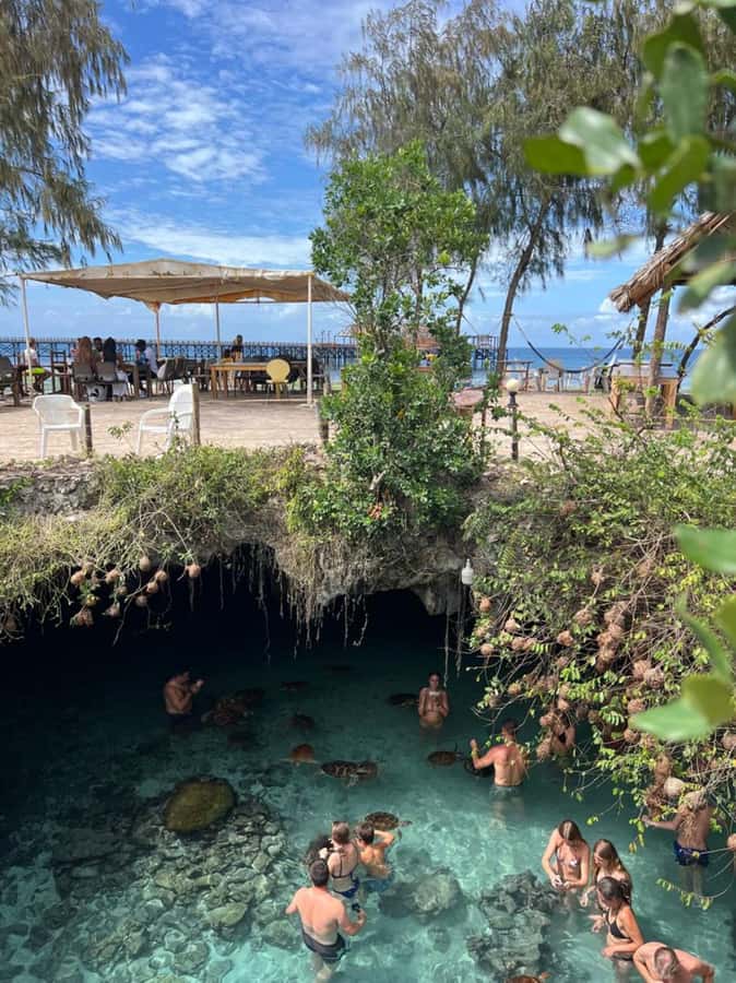 Zanzibar: Jozani Forest & Sea Tortoises Sanctuary Tour - The mangrove boardwalk adds a second forest