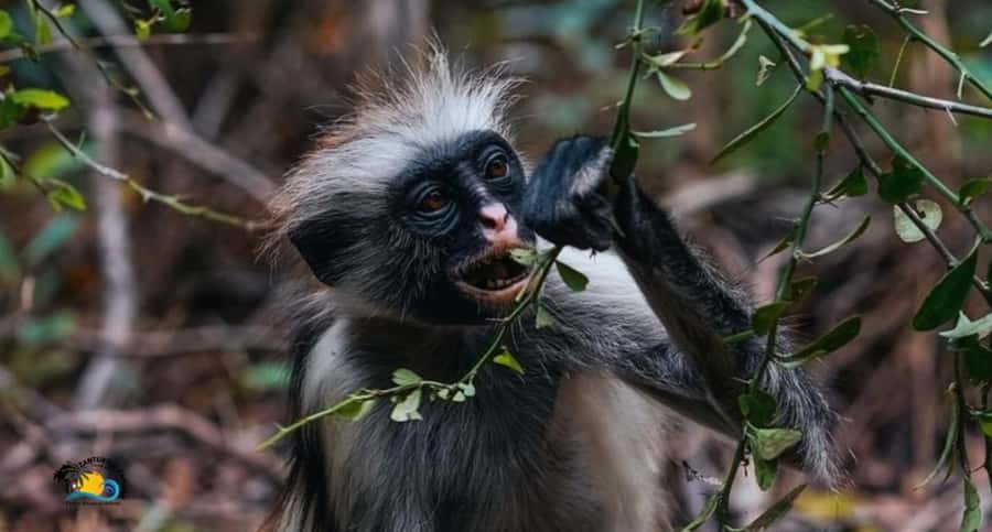 Zanzibar: Jozani Forest Tour and The Rock Restaurant - Key points to know before booking