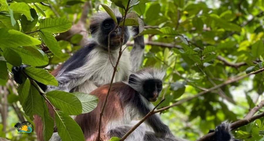 Zanzibar: Jozani Forest Tour and The Rock Restaurant - Walking through Jozani Forest