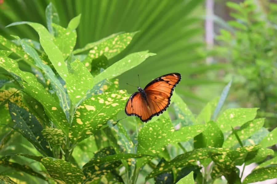 Zanzibar: Jozani forest tour & Spice farm tour with lunch - Jozani Forest and the red colobus monkeys