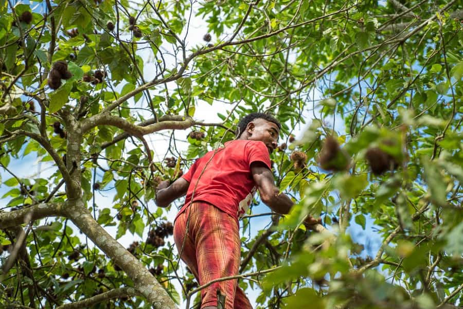 Zanzibar: Jozani forest tour & Spice farm tour with lunch - The timing needs a careful check