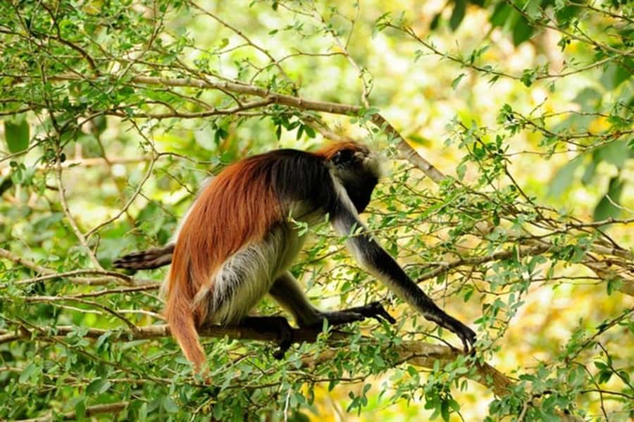 Zanzibar: Jozani forest tour & Spice farm tour with lunch - From your hotel to the spice farm