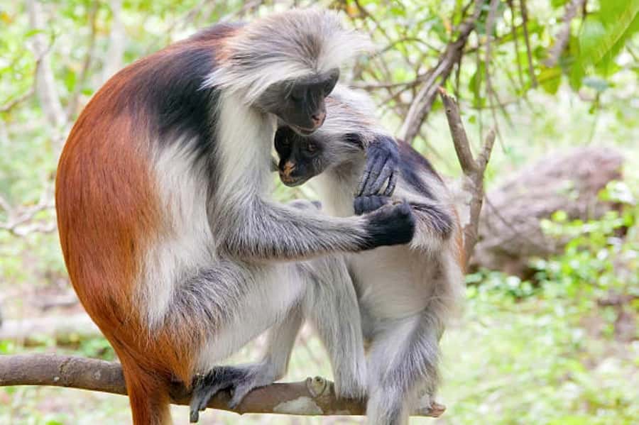 Zanzibar: Jozani Forest Walking Tour - Key points to know before you book