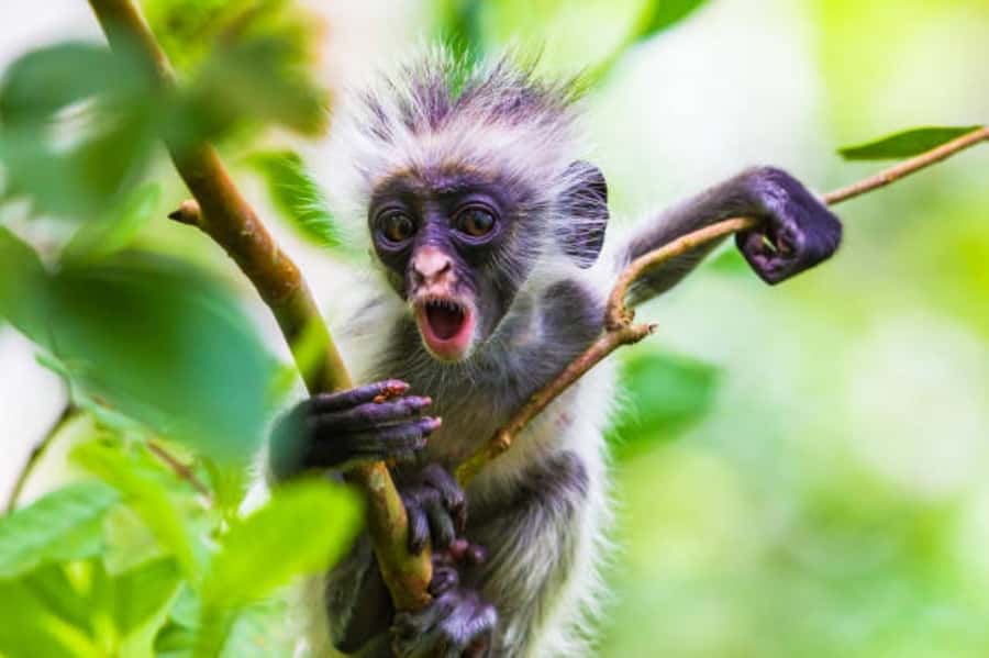 Zanzibar: Jozani Forest Walking Tour - Why Jozani Forest is worth your morning