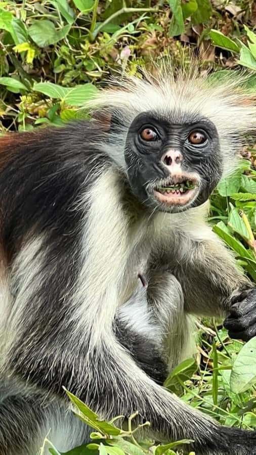 Zanzibar: Jozani Forest Walking Tour - Walking through the forest for red colobus monkeys