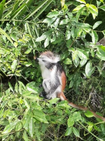 Jozani Forest Walking Tour