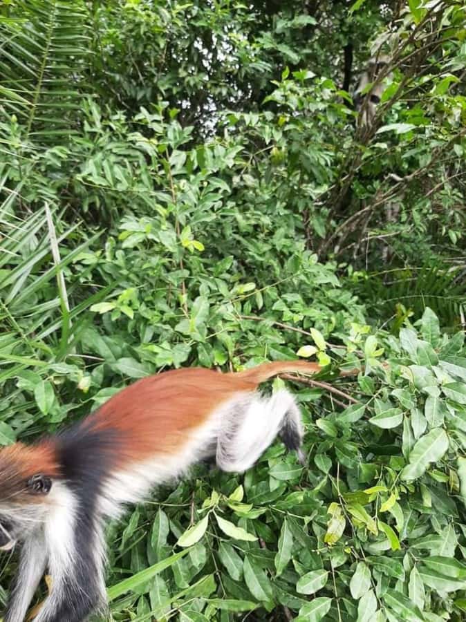 Zanzibar: Jozani Forest Walking Tour - Smaller animals you might notice along the way