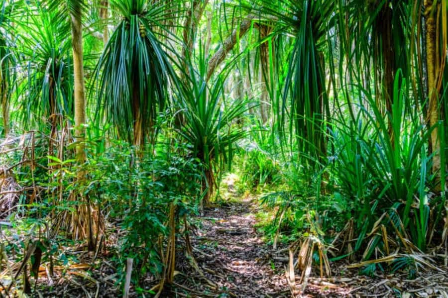 Zanzibar: Jozani Forest Walking Tour - The mangrove area and what you learn there