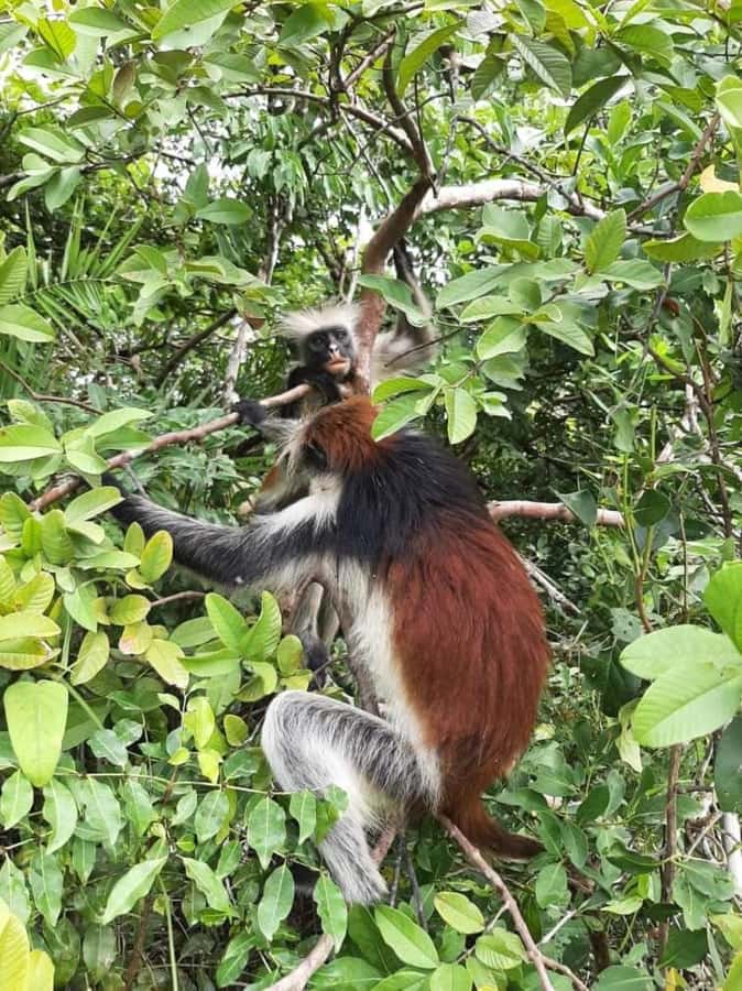 Zanzibar: Jozani Forest Walking Tour - What the $76 price includes