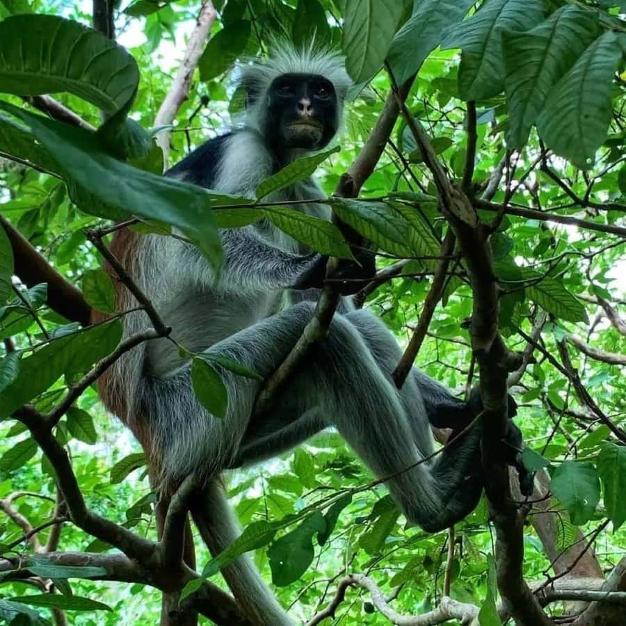Zanzibar: Jozani Forest Walking Tour - How the three hours fit into your Zanzibar plans