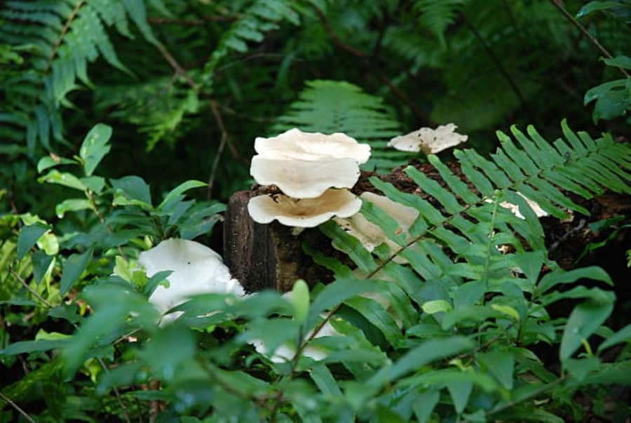 Zanzibar: Jozani Forest Walking Tour - Who will enjoy this forest walk most