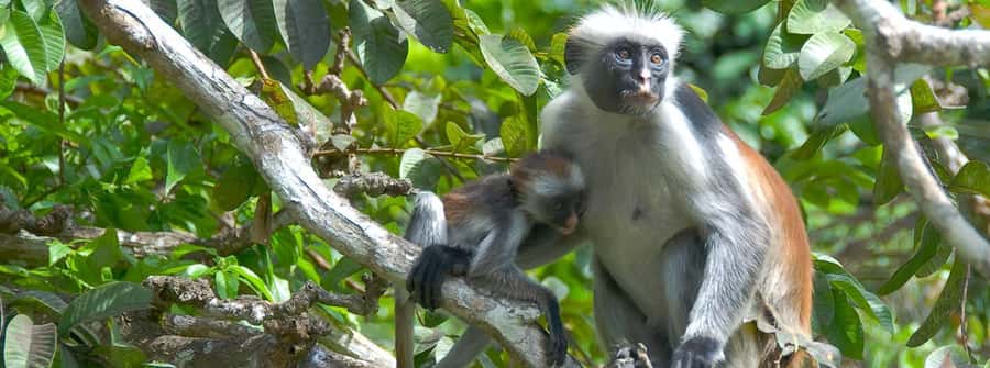 Zanzibar: Jozani Forest Watching Colobus Monkeys Guided Tour - Key points to know before booking