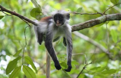 Jozani Forest Watching Colobus Monkeys Guided Tour