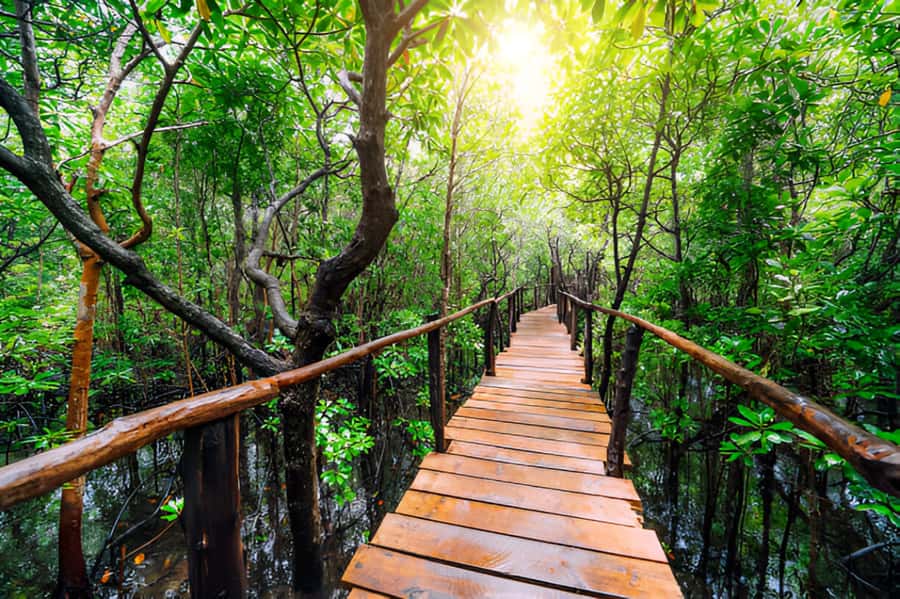 Zanzibar: Jozani Forest Watching Colobus Monkeys Guided Tour - Learning from the guide