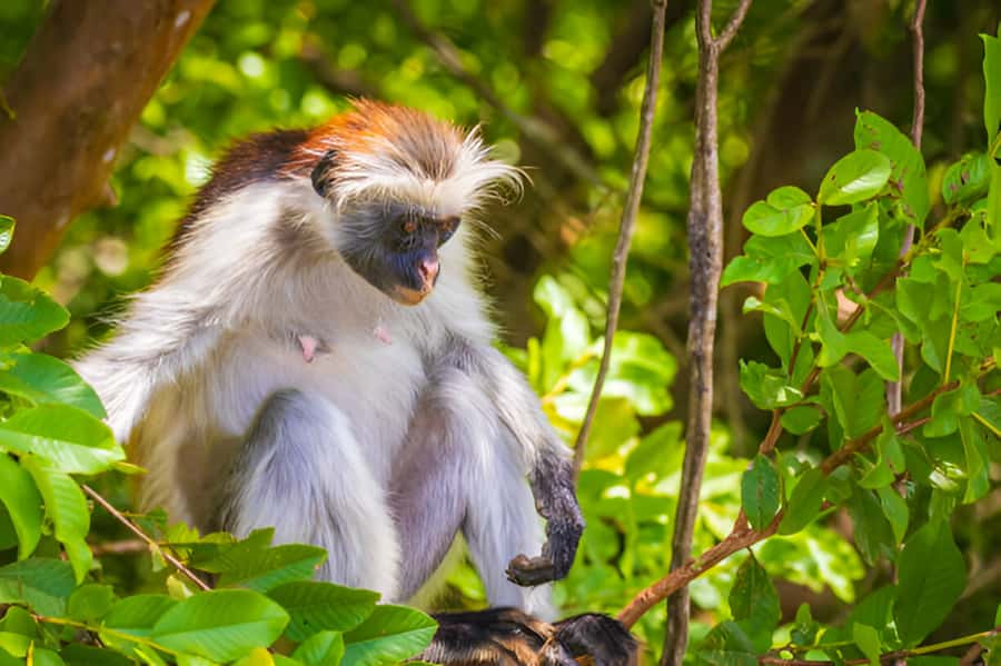 Zanzibar: Jozani Forest Watching Colobus Monkeys Guided Tour - Adding nearby villages and local culture