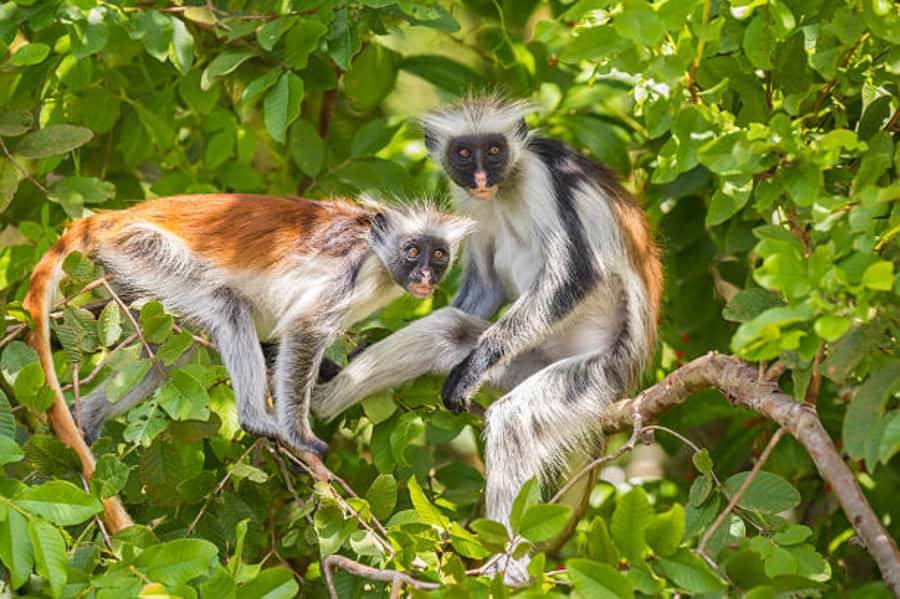 Zanzibar: Jozani Forest Watching Colobus Monkeys Guided Tour - What the $38 price really covers