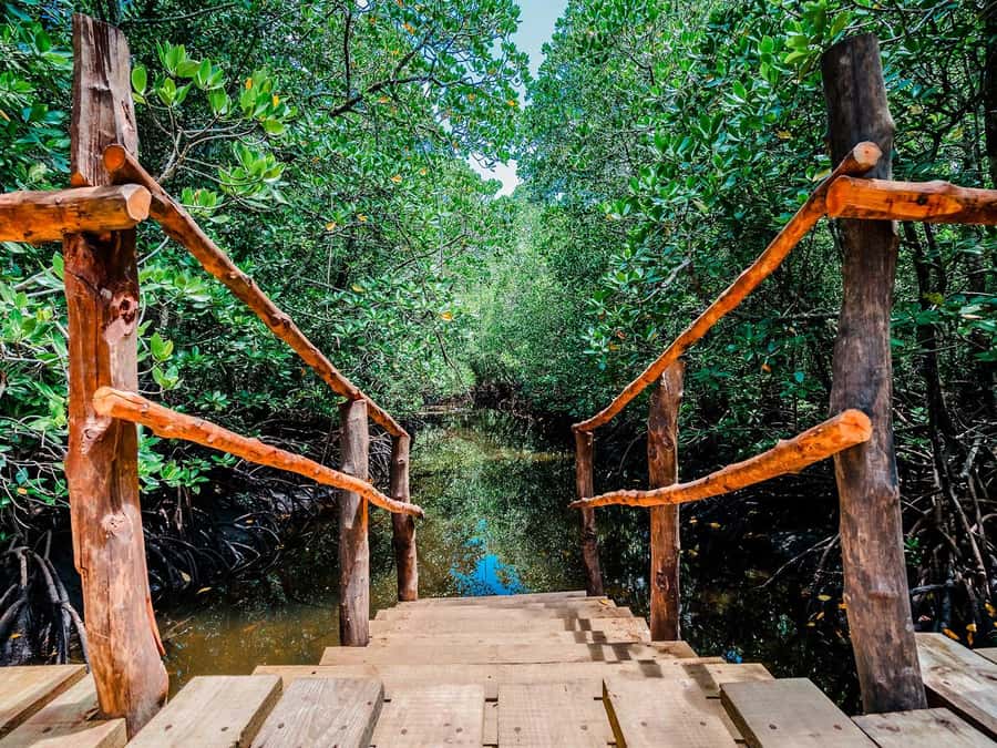 Zanzibar: Jozani Forest Watching Colobus Monkeys Guided Tour - Transport and the shape of the day