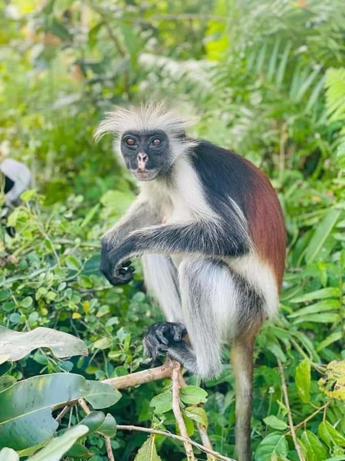 Zanzibar: Jozani nature walk and wildlife tour - Meeting Zanzibar’s red monkeys in Jozani Forest