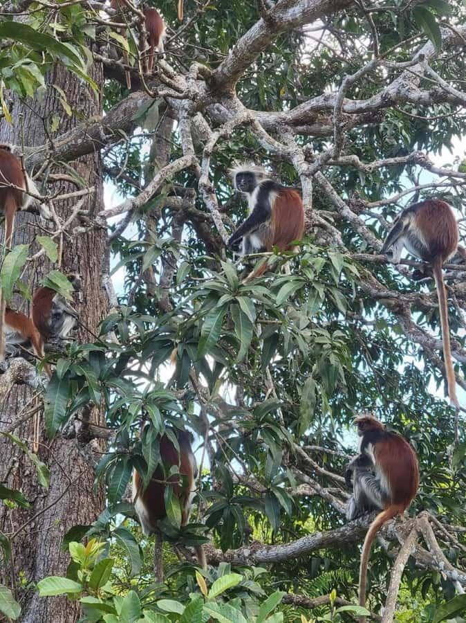 Zanzibar: Jozani nature walk and wildlife tour - A short walk with plenty to notice