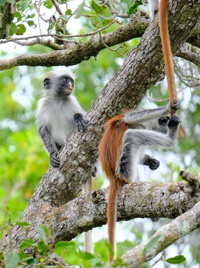 Zanzibar: Jozani nature walk and wildlife tour - Crossing into the mangrove area