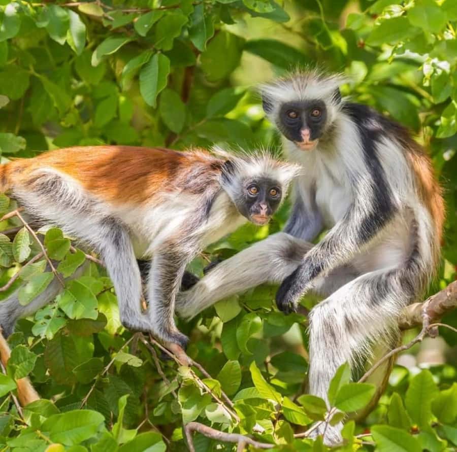 Zanzibar: Jozani nature walk and wildlife tour - Guides who add value to the outing