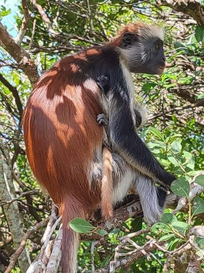 Zanzibar: Jozani nature walk and wildlife tour - Hotel pickup makes a short tour easier
