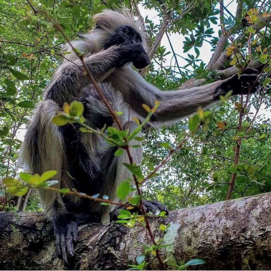 Zanzibar: Jozani nature walk and wildlife tour - Who should book this nature tour?