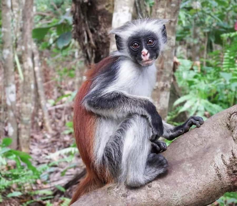 Zanzibar: Jozani nature walk and wildlife tour - Booking details that matter