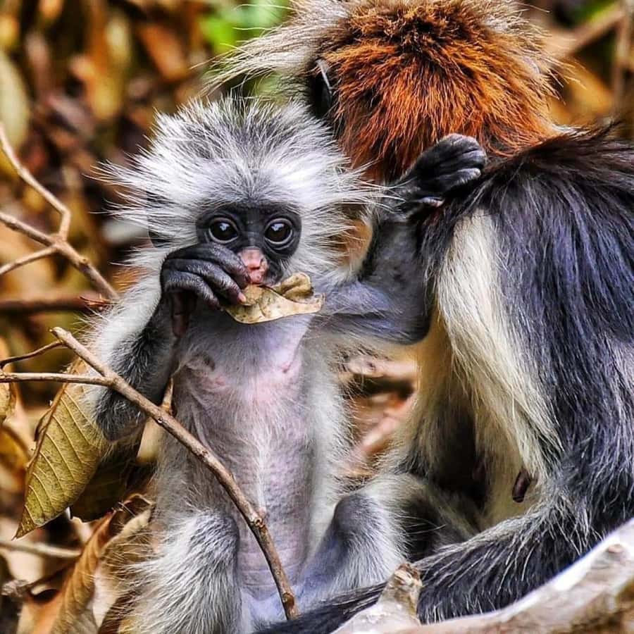 Zanzibar: Jozani nature walk and wildlife tour - What you may see beyond the monkeys