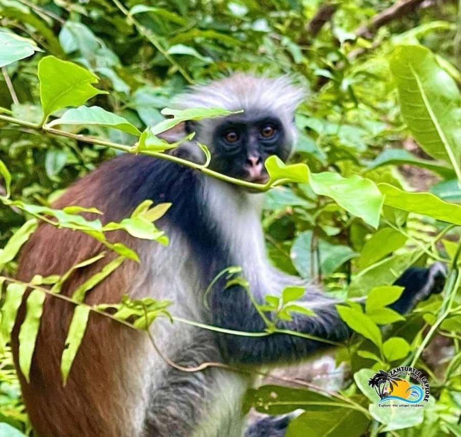 Zanzibar: Jozani Red Colobos Monkey & Salaam Turtle Santuary - The mangrove walk and Jozani’s smaller creatures