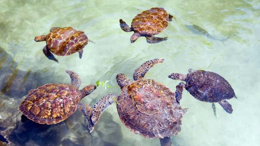 Zanzibar: Jozani Red Colobos Monkey & Salaam Turtle Santuary - Who should book this experience