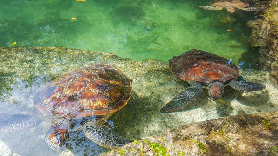 Zanzibar: Maasai village and Nungwi turtles experience trip - From your hotel to Zanzibar’s northern coast