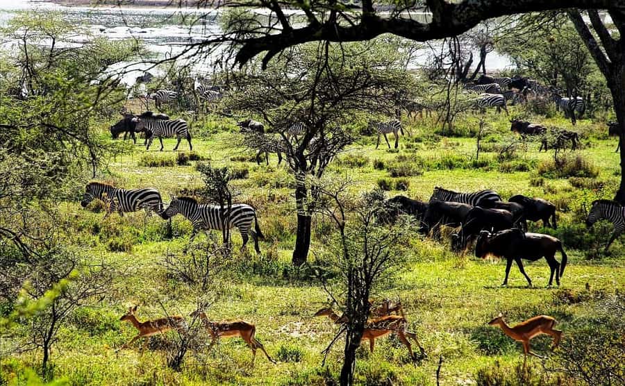 Zanzibar: Mikumi Wonderful Safari with Open Jeeps - Key points to know before booking