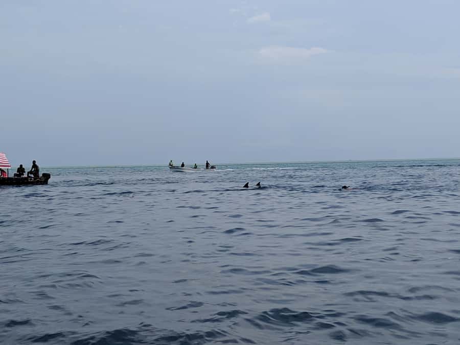 Zanzibar: Mnemba Atoll Marine Reserve Snorkeling Tour - The sandbank stop and fresh fruit