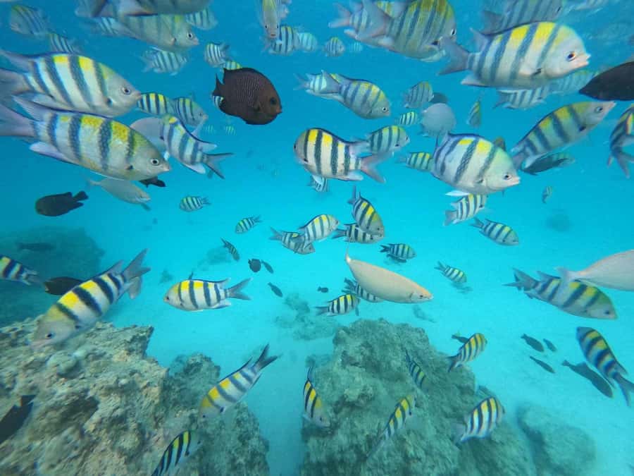 Zanzibar: Mnemba Atoll, Spice farm, Jozani forest & Lunch - Mnemba Atoll puts the sea first
